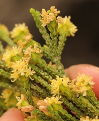 Passerina paleacea