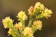 Passerina paleacea