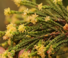 Passerina paleacea