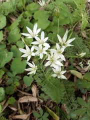 Ornithogalum