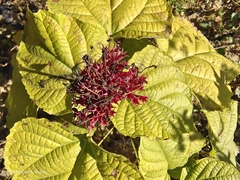 Clerodendrum lindleyi