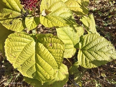 Clerodendrum lindleyi