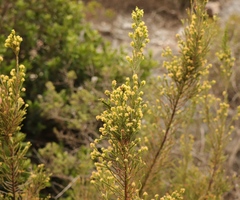 Passerina paleacea