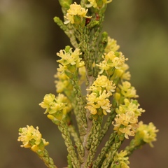Passerina paleacea