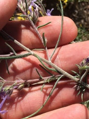 Ipomopsis multiflora