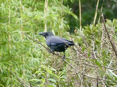 Corvus macrorhynchos japonensis