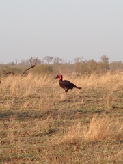 Bucorvus leadbeateri