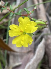 Hibbertia puberula puberula