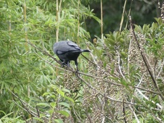 Corvus macrorhynchos japonensis