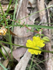 Hibbertia puberula puberula