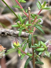 Hibbertia puberula puberula