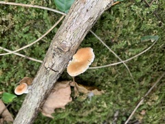 Neofavolus alveolaris