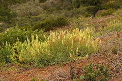 Reseda lutea