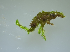 Hygroamblystegium varium