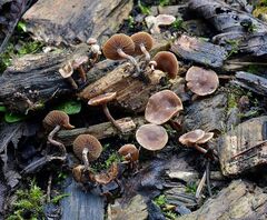 Psilocybe