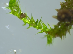 Hygroamblystegium varium