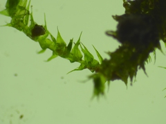 Hygroamblystegium varium