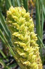 Disa cylindrica