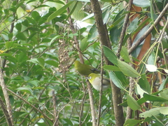 Zosterops japonicus insularis