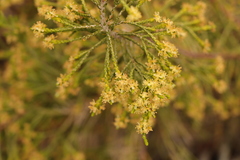 Passerina paleacea