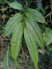 Disporum kawakamii