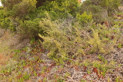 Passerina paleacea