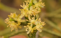 Passerina paleacea