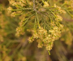 Passerina paleacea