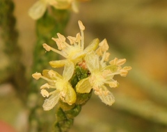 Passerina paleacea