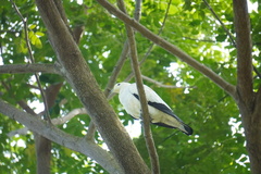 Ducula bicolor