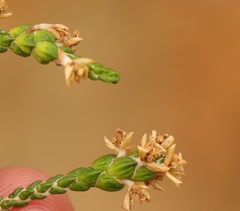 Passerina paleacea