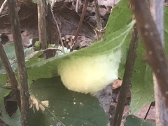 Phylloxera caryaemagna