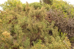 Passerina paleacea