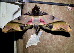 Amplypterus panopus