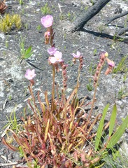 Drosera capensis
