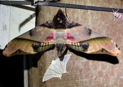Amplypterus panopus
