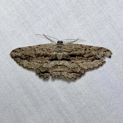 Scioglyptis canescaria