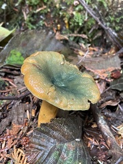Lactarius aurantiosordidus