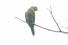 Psittacula alexandri