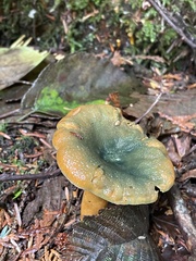 Lactarius aurantiosordidus