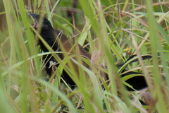 Centropus bengalensis