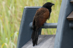 Centropus bengalensis