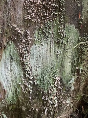 Lactarius aurantiosordidus