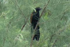 Centropus bengalensis