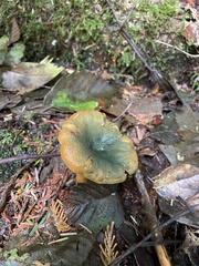 Lactarius aurantiosordidus