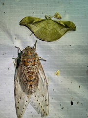 Megapomponia imperatoria