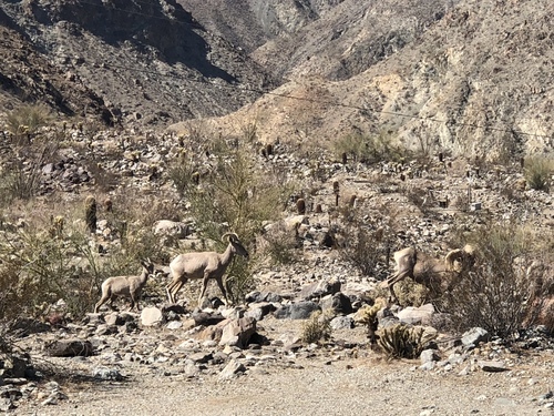 iNaturalist observation photo of Desert Bighorn Sheep