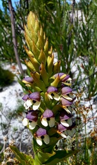 Disa cornuta