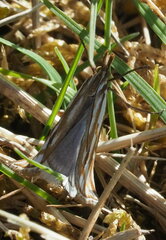 Hednota pleniferellus