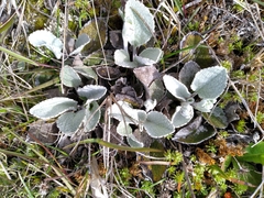 Brachyglottis haastii